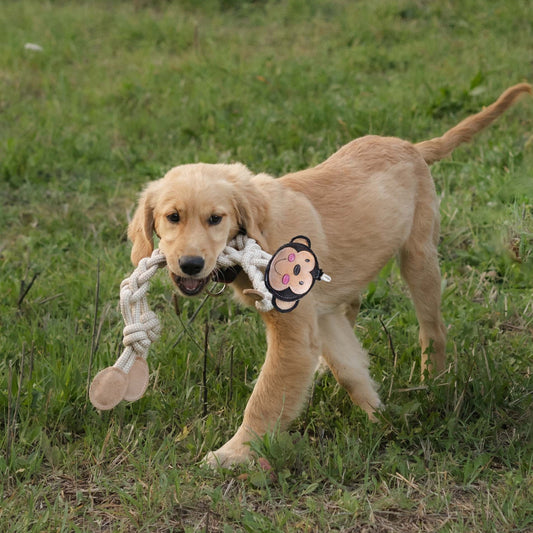 Gioco per cani Scimmia di corde