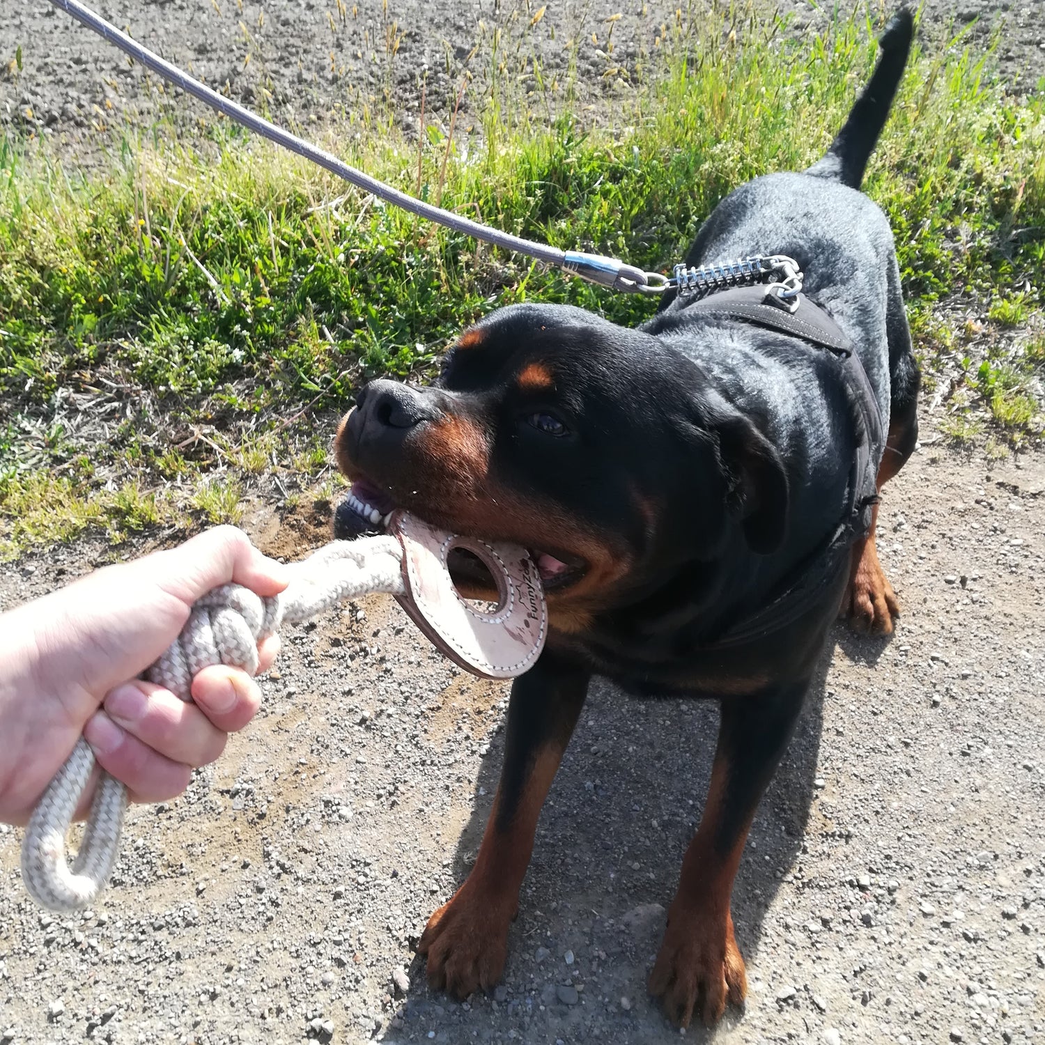 PER I MASTICATORI PIU' ACCANITI