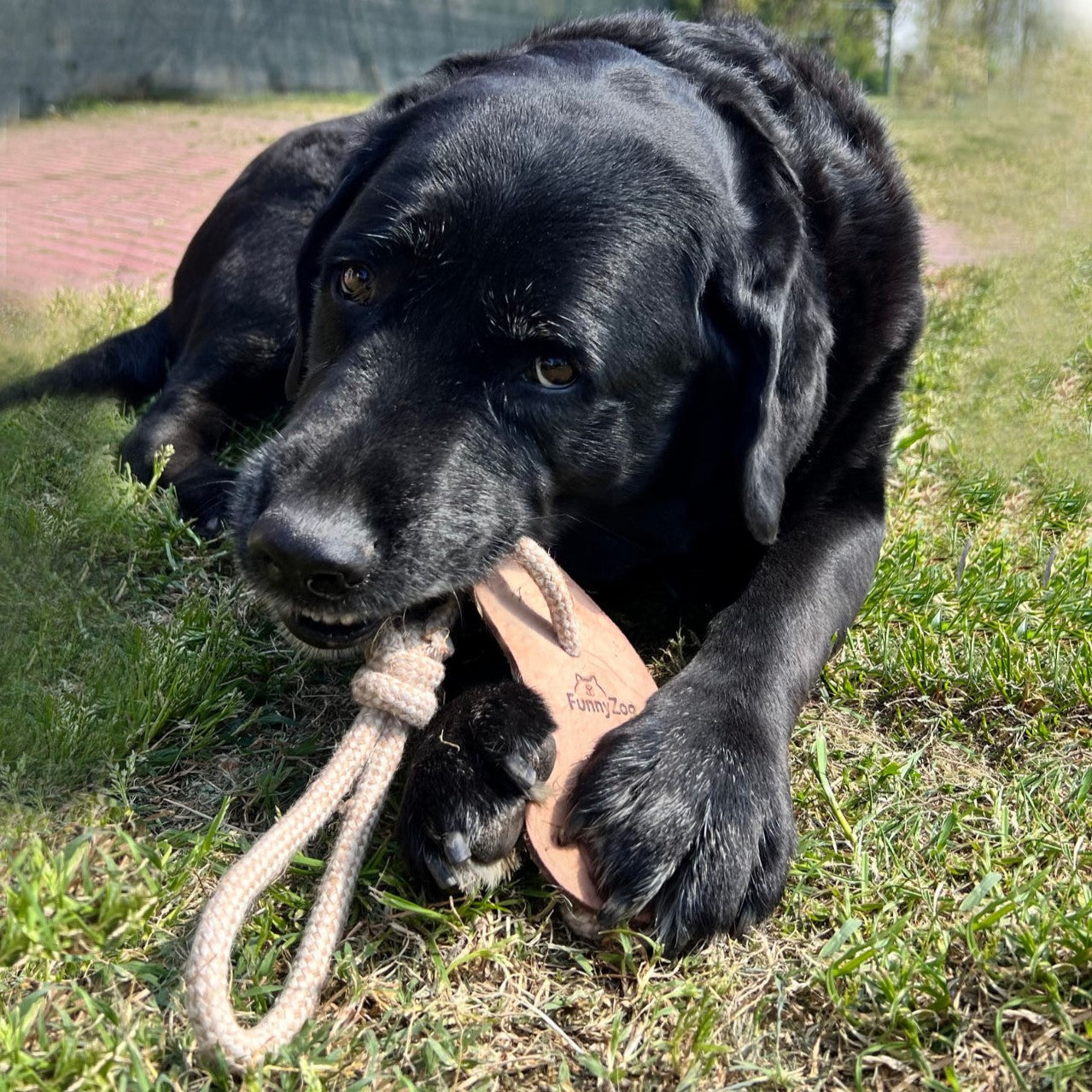 PER L'ISTINTO DI MASTICARE